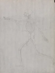 Esposizione anatomica comparata della struttura del corpo umano con quella di una tigre e di un uccello comune: Figura umana, vista laterale