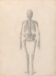 Esposizione anatomica comparata della struttura del corpo umano con quella di una tigre e di un uccello comune: Scheletro umano, vista posteriore (Studio finito per la Tavola II)