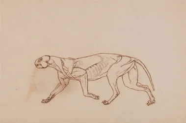 Esposizione anatomica comparata della struttura del corpo umano con quella di una tigre e di un uccello comune:  Corpo di leopardo, vista laterale (fase successiva della dissezione, tessuto connettivo superficiale e orecchie rimosse)