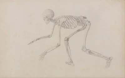 Esposizione anatomica comparata della struttura del corpo umano con quella di una tigre e di un uccello comune: Scheletro umano, vista laterale (in posizione gattonante; studio finito per una tavola inedita)