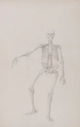 Esposizione anatomica comparata della struttura del corpo umano con quella di una tigre e di un uccello comune: Scheletro umano, vista anteriore (braccio destro teso; studio finito per una tavola non pubblicata)