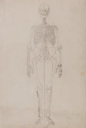 Esposizione anatomica comparata della struttura del corpo umano con quella di una tigre e di un uccello comune:  Scheletro umano, vista anteriore (studio finale)
