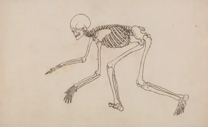 Esposizione anatomica comparata della struttura del corpo umano con quella di una tigre e di un uccello comune: Scheletro umano, vista laterale