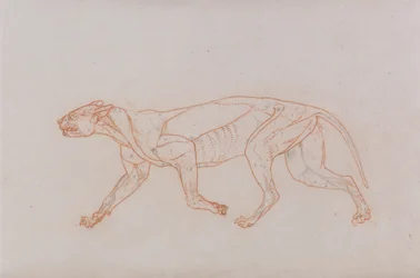Esposizione anatomica comparata della struttura del corpo umano con quella di una tigre e di un uccello comune:  Corpo di leopardo, vista laterale