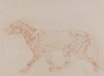 Esposizione anatomica comparata della struttura del corpo umano con quella di una tigre e di un uccello comune:  Corpo di tigre, vista laterale (Studio dei muscoli esposti al terzo stadio della dissezione)