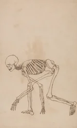 Esposizione anatomica comparata della struttura del corpo umano con quella di una tigre e di un uccello comune: Scheletro umano, vista laterale