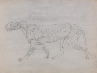 Esposizione anatomica comparata della struttura del corpo umano con quella di una tigre e di un uccello comune: Corpo della tigre, vista laterale