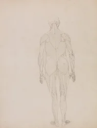 Esposizione anatomica comparata della struttura del corpo umano con quella di una tigre e di un uccello comune: Figura umana, vista posteriore (Schema per la figura chiave della Tavola XII)