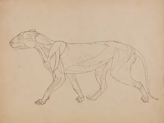 Esposizione anatomica comparata della struttura del corpo umano con quella di una tigre e di un uccello comune:  Corpo di tigre, vista laterale (probabilmente realizzato come base per una figura chiave)