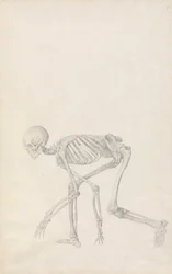 Esposizione anatomica comparata della struttura del corpo umano con quella di una tigre e di un uccello comune: Scheletro umano, vista laterale (in posizione accovacciata; studio finito per una tavola inedita)