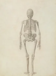 Una esposizione anatomica comparativa della struttura del corpo umano con quella di una tigre e di un pollo comune: scheletro umano, vista posteriore