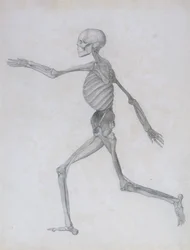 Esposizione Anatomica Comparativa della Struttura del Corpo Umano con quella di una Tigre e di un Pollo Comune: Figura Umana, Vista Laterale, 1795-1806