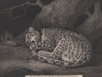 Un leopardo addormentato, inciso dall