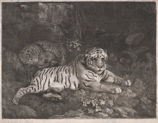 Una tigre e un leopardo addormentato