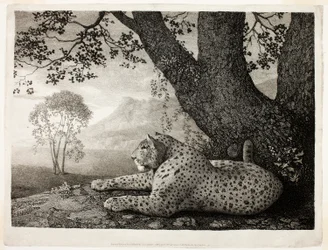 Una tigre (Un leopardo sdraiato sotto un albero)