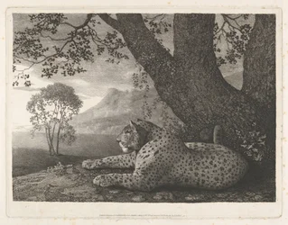 Una tigre (un leopardo sdraiato presso un albero)