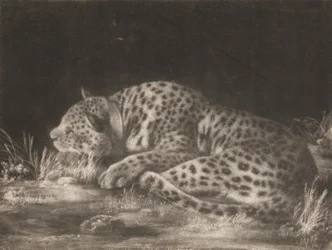 Una Tigre (Leopardo Addormentato)