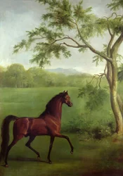 Uno stallone arabo sotto un albero, c.1761-63