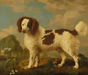 Norfolk o Water Spaniel bianco e marrone