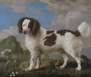 Norfolk o Water Spaniel bianco e marrone
