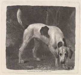 Cane (Un Foxhound alla Ricerca) inciso dall