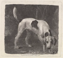 Cane [Un Foxhound alla ricerca]