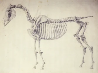 Quinta Tavola Anatomica, da 