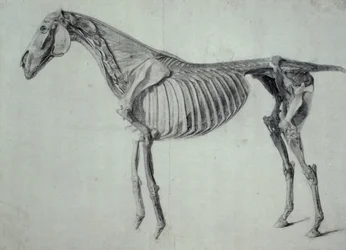Studio finito per la quinta tavola anatomica di un cavallo (grafite su carta)