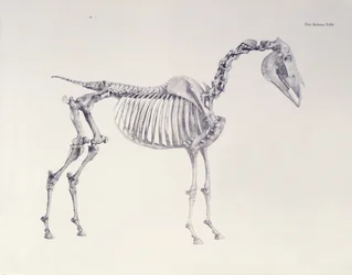 Prima tavola scheletrica, da L