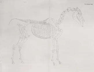 Primo tavolo scheletrico, da 