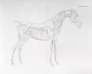 Quarta tavola anatomica, da 