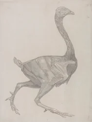 Corpo di volatile, vista laterale (probabilmente preparato per il trasferimento sulla piastra per l