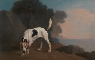 Foxhound, Foxhound sulla pista, ca. 1760