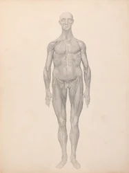 Figura umana, vista anteriore, strati fasciali della pelle e sottostanti rimossi (studio finito per la tavola XI)
