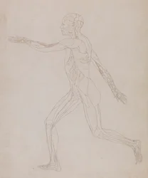 Figura umana, vista laterale (Relativo alla Tavola XIII, studio dettagliato dei vasi sanguigni che alimentano i muscoli)