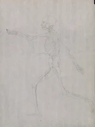 Figura Umana, Vista Laterale