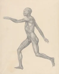 Figura umana, vista laterale, dopo la rimozione della pelle e degli strati fasciali sottostanti (Studio finito per la Tavola XIII)