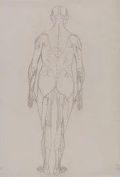 Figura Umana, Vista Posteriore (Disegno di Contorno per Figura Chiave alla Tavola XII)