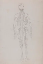 Figura Umana, Vista Posteriore (Disegno di contorno per una figura chiave che mostra la fase finale della dissezione)