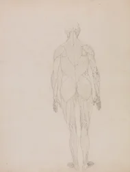 Figura umana, vista posteriore