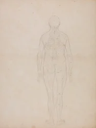 Figura umana, vista posteriore