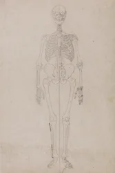 Scheletro umano, vista anteriore (studio finale)