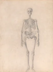 Scheletro umano, vista anteriore (studio finito per la tavola I)