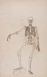 Scheletro umano, vista anteriore