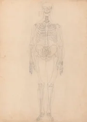 Scheletro umano, vista anteriore