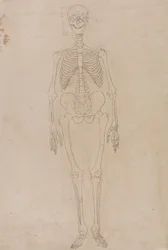 Scheletro Umano, Vista Anteriore