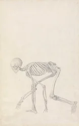 Scheletro umano, vista laterale (in postura accovacciata)