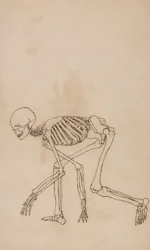 Scheletro umano, vista laterale