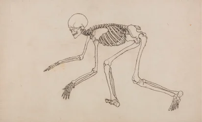 Scheletro umano, vista laterale