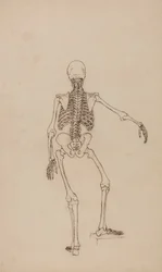 Scheletro Umano, Vista Posteriore